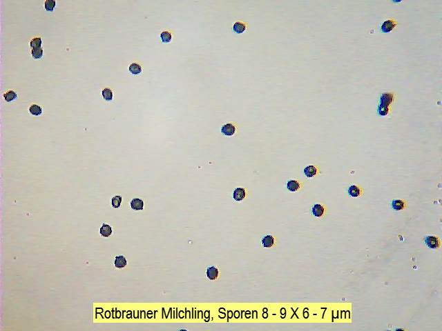 Sporen Rotbrauner Milchling